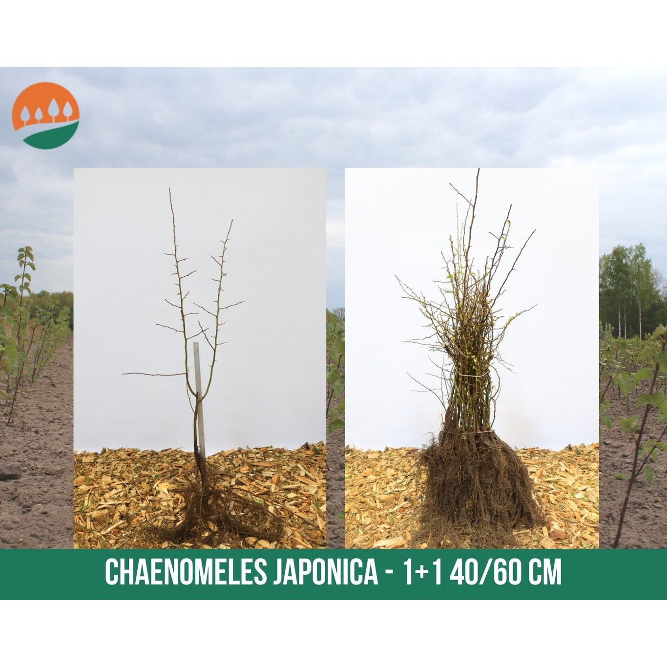 Japankvitten – Chaenomeles japonica - 40-60 CM bare root 1/1